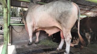 Sapi Jenis Brahman 840 Kg Milik Warga Desa Bukit Payung Kampar, Terpilih Hewan Qurban Presiden Prabo