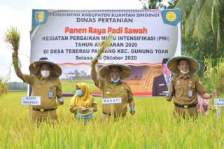 Di Tengah Pandemi, Petani Kuansing Penen Raya Padi