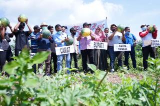 Produksu Pertanian Holtikultur Tak Terkendala pandemi, Â Bupati Alfedri Bersama Warga Panen Semangka