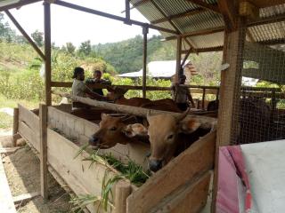 Serka Cipto Wibowo Babinsa Merangin Sambangi Peternak Sapi di Desa Binaan