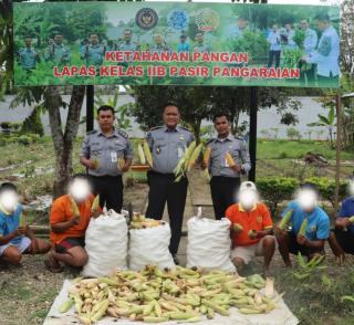 Dukung Ketahanan Pangan Nasional Lapas Pasir Pangaraian Panen Jagung Hasil Pembinaan Kemandirian