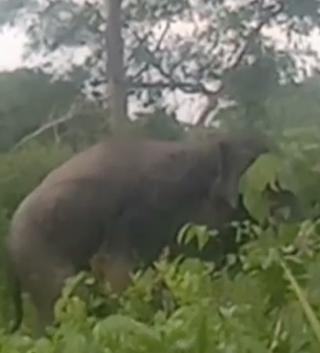Warga di Kuala Cenaku Inhu, Riau, Dihebohkan Gajah Rusak Kebun