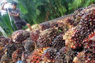 Harga TBS Sawit Pekan Ini Rp1.868,83 per Kg