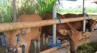 Dua Ekor Sapi Bali Terserang PMK, Disbunnak Keswan Kampar Lakukan Upaya Terapi dan Isolasi