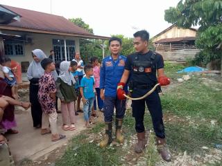 Aksi Penangkapan Ular Cobra, Berhasil Dilakukan Tim Rescue Damkar dan Penyelamatan Kampar