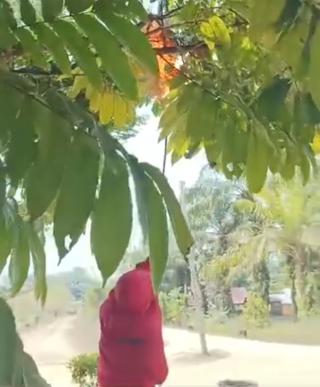 Damkar dan Penyelamatan Kampar Berhasil Lakukan Penanganan Terhadap Sarang Tawon Vespa