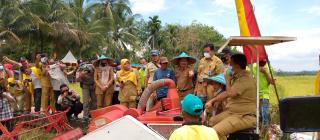 Pj Bupati Kuansing Panen Raya Perdana Padi Sawah di Tebarau Panjang