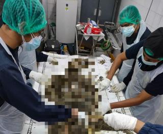 Sesosok Mayat Nyaris Tinggal Kerangka Ditemukan, Polsek Siak Hulu Ungkap Ciri-ciri