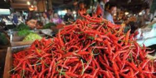 Pasokan Melimpah Penyebab Turunnya Harga Cabai Merah.