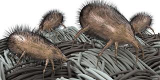 Di China Tujuh Orang Meninggal Terinfeksi Penyakit Baru Disebabkan Kutu 