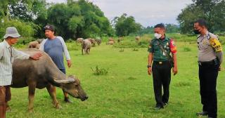 Petugas Gabungan Turun 50 Ekor Kerbau di Rohul Riau Terindikasi PMK