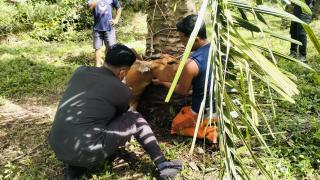 Vaksinasi PMK Tahap I Diselesaikan Disbunnak Keswan Kampar